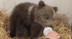 Známá zoo přišla o svou raritu. Museli utratit jednoho z medvědů