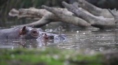 Přímo před zraky návštěvníků zoo se narodilo hroší mládě!