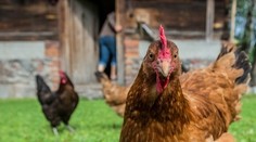 Slepice dobrodruh. Na podvozku auta ujela velký kus cesty