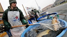 Kapři letos zdraží! Rybáři radí, kdy nakoupit, aby byli nejlepší