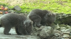Zoo v Hluboké opouští vzácní medvědí sourozenci. Přesouvají se na druhý konec světa