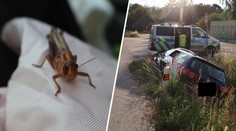 Na řidiče za jízdy zaútočila sarančata. Vystrašený strhl volant a havaroval