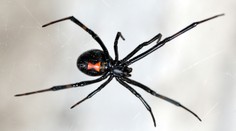Do Česka se dostaly černé vdovy! Kousnutí může končit smrtí