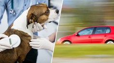 Veterinářka jela na pomoc fence. Reakce policie vyvolala na sítích lavinu emocí
