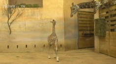 VIDEO: Žirafí mláďata poprvé ve výběhu pražské Zoo