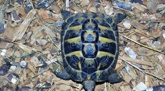 Kuriozní víkend strážníků: Ulovili želvu na fotbalu i nohu! GALERIE