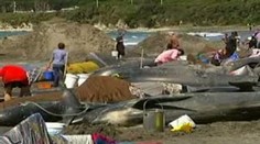 Na 140 velryb a delfínů zemřelo na pláži. VIDEO