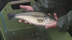 Za kapry i jiné ryby si letos připlatíme. Může za to chladné počasí