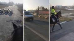 Stádo ovcí na pražské ulici naháněli policisté na koních!