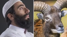 Úsměvný omyl na tísňové lince. Trefil řidič muflona, nebo muslima?!