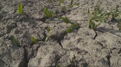 Česko trápí sucho. Klimatická změna zvyšuje výpar, vysvětluje expert