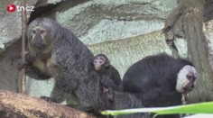VIDEO: Opičí babyboom v jihlavské zoo. Vzácné mládě je na cestě