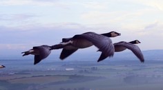 Airbus se inspiroval přírodou. Letadla budou létat jako husy!
