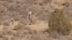 Farmáři natočili podivného tvora. Je to bájná čupakabra? VIDEO