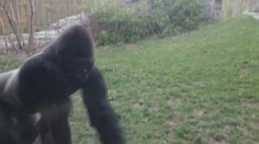 VIDEO: Gorile v zoo ruply nervy, vrhla se na rodinu s dětmi!