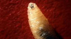 Masožravá larva poprvé infikovala člověka. Svou oběť žere zevnitř