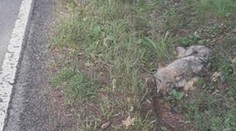 V příkopu našli houbaři zraněného vlka. Čeká ho operace kyčle