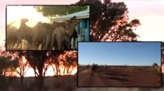 Tisíce velbloudů týrají domorodce. To je odplata. VIDEO