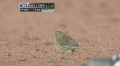 VIDEO: Ptáček přerušil baseballový zápas! Zřízenec ho chytal do kýble