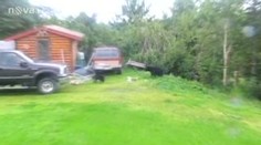 Malé medvídě uvízlo v síti, pomohla až těžká technika