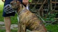 Nelida! Zavřel psa do chlívku a odstěhoval se. Zvíře umřelo hlady