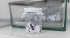 Průlom v léčbě boreliózy. Čeští vědci mají účinnou vakcínu na dosah