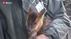 Mini jeleni se v Plzni perou o ořechy s veverkami