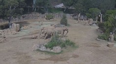 VIDEO: Dojemný moment. Sloni během zemětřesení chránili mláďata vlastním tělem