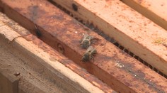 Infekční nemoc zahubila rekordní počet včel. Hrozí proto zdražování medu