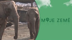 Zoo hrozily, že budou muset utrácet zvířata! Pomůže jim finanční podpora