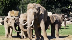 NOVINKY V ZOO: Samec Mekong si vyhlédl mladinkou Janitu