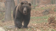 Další útok medvědice na Slovensku! Turistovi rozdrásala celé tělo