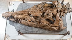 Z útesů se vynořila děsivá mořská příšera. Připomíná podvodního T-rexe