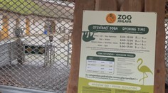 Nová opatření v jihlavské zoo kvůli ptačí chřipce. Teď už se týkají i návštěvníků