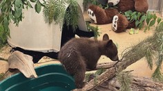 Dojemné shledání v útulku. Záchranáři dali dohromady odloučená medvíďata