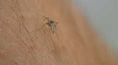 Počasí nahrává komárům. Podívejte se, kde jich bude v příštích dnech nejvíc