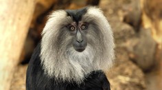 Plzeňská zoo musela utratit vzácného primáta. Nekrmte naše zvířata, zuří