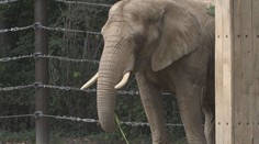 Zoo v Drážďanech se pyšní velkým výběhem pro slony. Láká na stovky zvířat