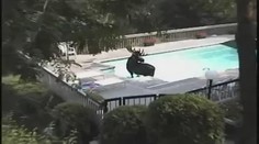 VIDEO: Obrovský los vyděsil rodinu. Zchladil se jim v bazénu