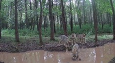 V Ralsku se po pěti letech narodila vlčata. Nové přírůstky odhalila fotopast