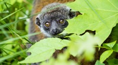 Mláděti vzácného lemura se v ostravské zoo daří výborně! FOTO