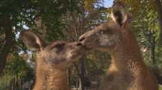 Zvířatům ze zoo se stýská po lidech. Ti pomáhají penězi i krmením