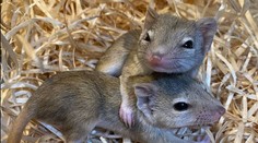 V jihlavské zoo mají nová mláďata. Jde o velmi vzácný druh, návštěvníci mají smůlu