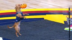 BOREC DNE: Pejsek v NBA zasmečoval s otočkou