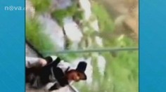 Lev chtěl v zoo sežrat malé dítě! Video