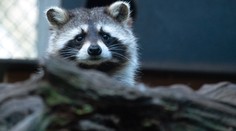 Chováte invazní nepůvodní druh zvířete? Do konce roku jej musíte zaregistrovat