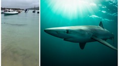 VIDEO: Turisty u britského pobřeží překvapil ohromný predátor!