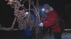 Vinaři na jižní Moravě se dočkali. Díky silným mrazům mohou začít vyrábět ledové víno