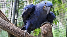 Ze zlínské zoo uprchl vzácný papoušek. Obří pták zmizel z neporušené voliéry
