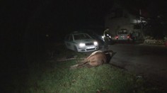 VIDEO: Splašený kůň se motal na silnici. Přejelo ho auto